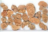 Lot: Sandstone Concretions (Pseudo-Stromatolites) - Pieces #82762-2